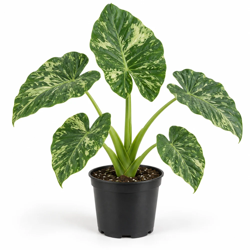 Alocasia odora Batik with green and cream marbled leaves